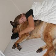 Schæferhund Slottes trendy  R.I.P