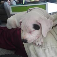 Dogo argentino GabY