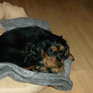 Blanding af racer Bobby