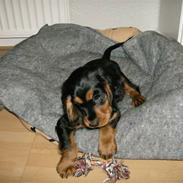 Blanding af racer Bobby