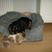 Blanding af racer Bobby