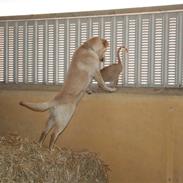 Labrador retriever victor