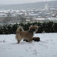 Tibetansk spaniel  Askim`s Se-Dy Co-Ra