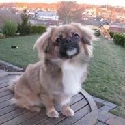 Tibetansk spaniel  Askim`s Se-Dy Co-Ra