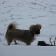 Tibetansk spaniel  Askim`s Se-Dy Co-Ra
