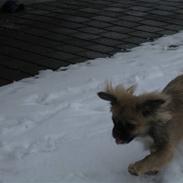 Tibetansk spaniel  Askim`s Se-Dy Co-Ra