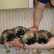 Tibetansk spaniel  Askim`s Se-Dy Co-Ra