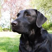 Labrador retriever Nala