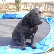 Labrador retriever Nala