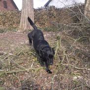 Labrador retriever Nala