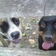 Amerikansk bulldog Bella