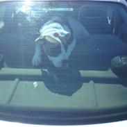 Amerikansk bulldog Bella