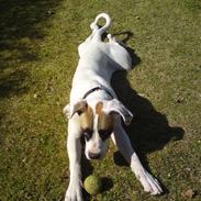 Amerikansk bulldog Bella