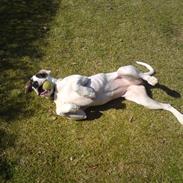 Amerikansk bulldog Bella