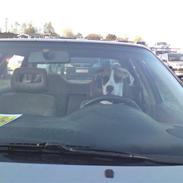 Amerikansk bulldog Bella