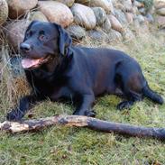 Labrador retriever Tulle