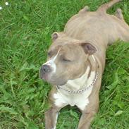 Amerikansk staffordshire terrier Tjaco