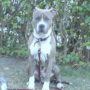 Amerikansk staffordshire terrier Tjaco