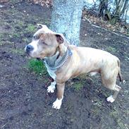 Amerikansk staffordshire terrier Tjaco