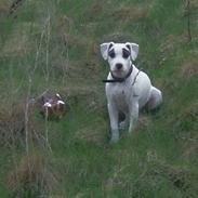 Amerikansk bulldog Musho