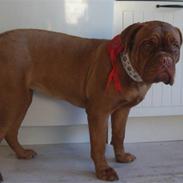 Dogue de bordeaux shea