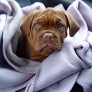 Dogue de bordeaux shea