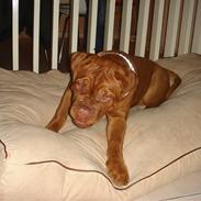 Dogue de bordeaux shea