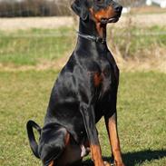 Dobermann Proud Danish Adonis