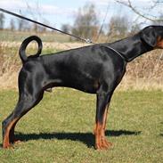 Dobermann Proud Danish Adonis