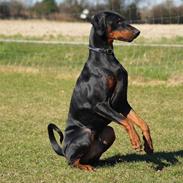 Dobermann Proud Danish Adonis