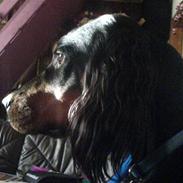 Gordon setter jacky... love she!!! <3