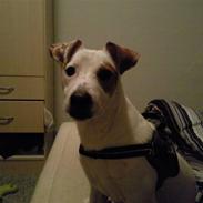 Jack russell terrier Bowie