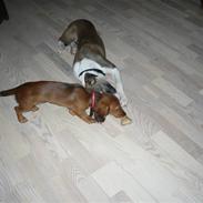 Blanding af racer Chica R.I.P