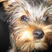 Yorkshire terrier Eddie