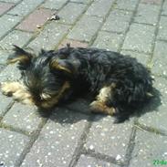 Yorkshire terrier Eddie