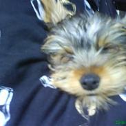 Yorkshire terrier Eddie