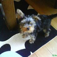 Yorkshire terrier Eddie