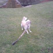Golden retriever Zenta