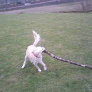 Golden retriever Zenta