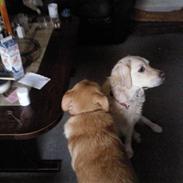 Golden retriever Zenta