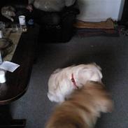 Golden retriever Zenta