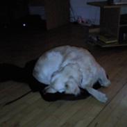 Golden retriever Zenta