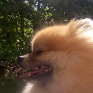 Pomeranian Cobillias Chico