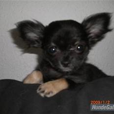 Chihuahua Luca