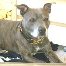 Staffordshire bull terrier R.I.P. Svip