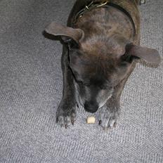 Staffordshire bull terrier R.I.P. Svip