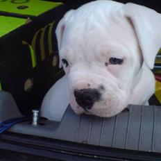 Amerikansk bulldog Tyson