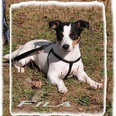 Jack russell terrier Fila