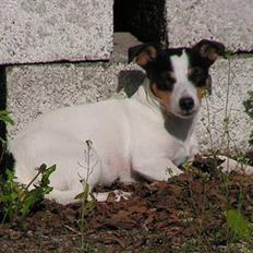 Jack russell terrier Fila