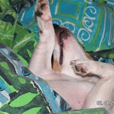 Jack russell terrier Fila